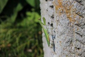 IMG_2071 (600x400)