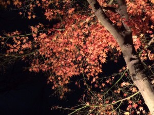 IMG_5783