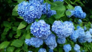 紫陽花