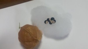 種