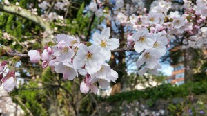 20160401_083516[1]