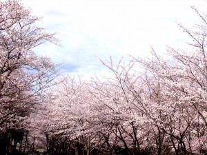IMG_7369