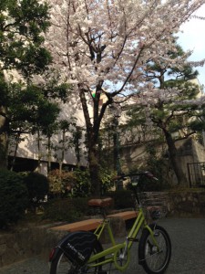 さくら2