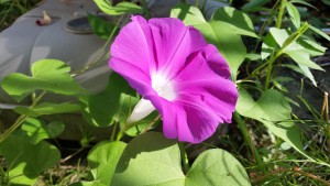 20160723_072321 (1)