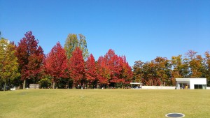 IMG_3493
